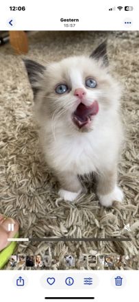 Ragdoll kitten