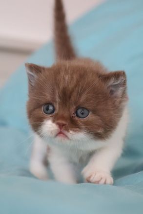 Liebevolle BKH Kitten mit All-inklusive-Paket in rot weiß und chocolate / schoko weiß