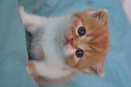 Liebevolle BKH Kitten mit All-inklusive-Paket in rot weiß und chocolate / schoko weiß