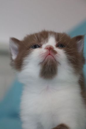 Liebevolle BKH Kitten mit All-inklusive-Paket in rot weiß und chocolate / schoko weiß