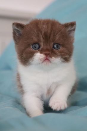 Liebevolle BKH Kitten mit All-inklusive-Paket in rot weiß und chocolate / schoko weiß