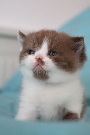 Liebevolle BKH Kitten mit All-inklusive-Paket in rot weiß und chocolate / schoko weiß