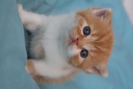 Liebevolle BKH Kitten mit All-inklusive-Paket in rot weiß und chocolate / schoko weiß