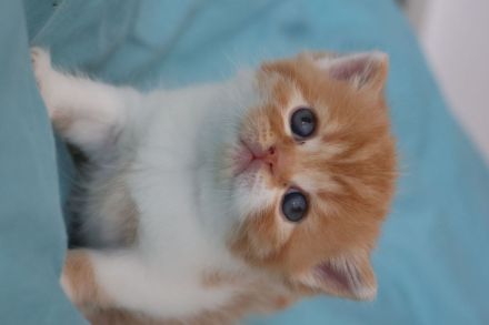 Liebevolle BKH Kitten mit All-inklusive-Paket in rot weiß und chocolate / schoko weiß