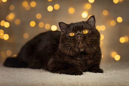 Liebevolle BKH Kitten mit All-inklusive-Paket in rot weiß und chocolate / schoko weiß