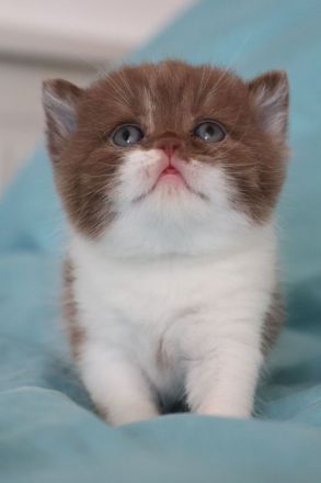 Liebevolle BKH Kitten mit All-inklusive-Paket in rot weiß und chocolate / schoko weiß