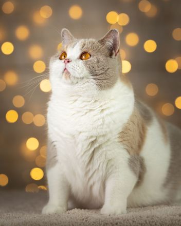 Liebevolle BKH Kitten mit All-inklusive-Paket in rot weiß und chocolate / schoko weiß