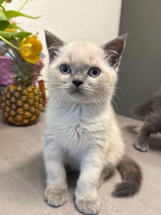 BKH/BLH suchen noch ein liebevolles Zuhause