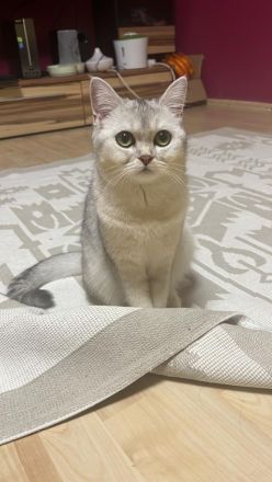 2 Katzen Geschwister BKH (weiblich) und BLH (männlich)