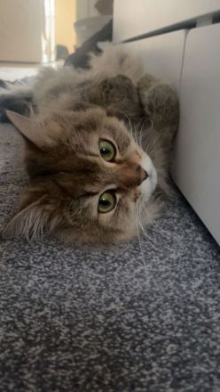 2 Katzen Geschwister BKH (weiblich) und BLH (männlich)