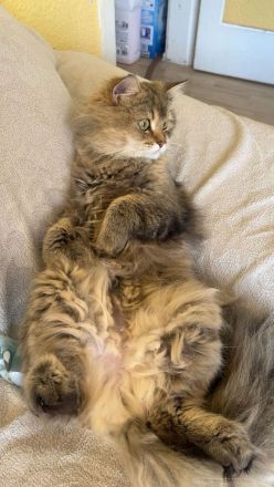 2 Katzen Geschwister BKH (weiblich) und BLH (männlich)