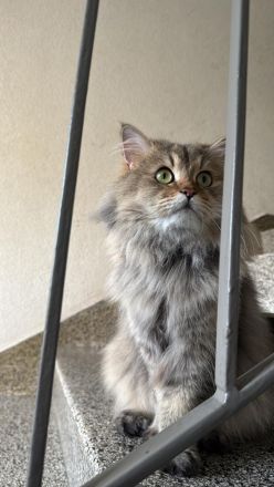 2 Katzen Geschwister BKH (weiblich) und BLH (männlich)