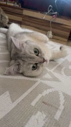 2 Katzen Geschwister BKH (weiblich) und BLH (männlich)