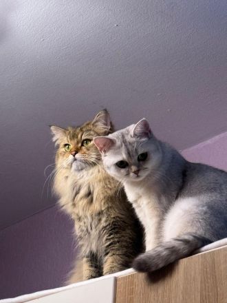 2 Katzen Geschwister BKH (weiblich) und BLH (männlich)