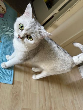 2 Katzen Geschwister BKH (weiblich) und BLH (männlich)