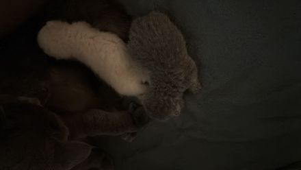 Reinrassige BKH Kitten in liebevolle Hände abzugeben