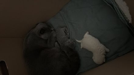 Reinrassige BKH Kitten in liebevolle Hände abzugeben