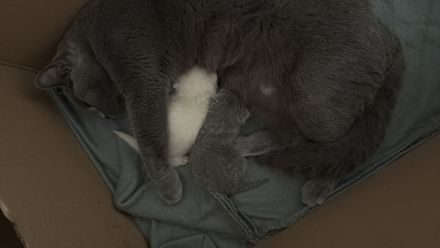 Reinrassige BKH Kitten in liebevolle Hände abzugeben