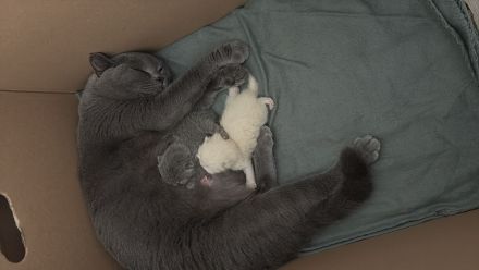 Reinrassige BKH Kitten in liebevolle Hände abzugeben