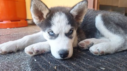 Sibirische Husky