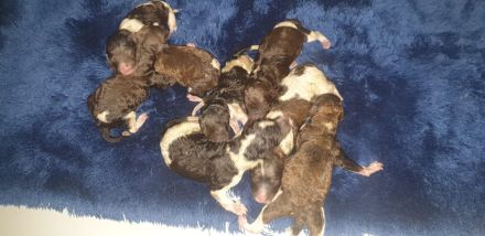 Großpudel Welpen Harlekin/ braun/weiß