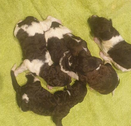 Großpudel Welpen Harlekin/ braun/weiß