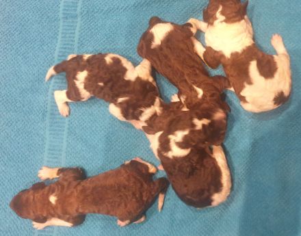 Großpudel Welpen Harlekin/ braun/weiß