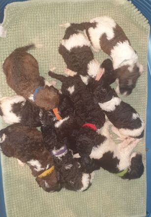 Großpudel Welpen Harlekin/ braun/weiß