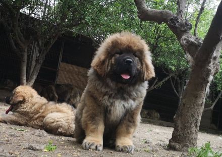 Kaukasischer owtscharka