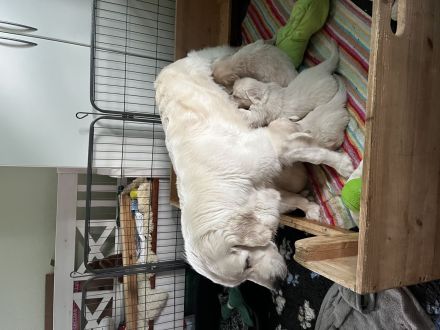 Golden Retriever Welpen