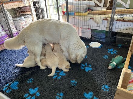 Golden Retriever Welpen