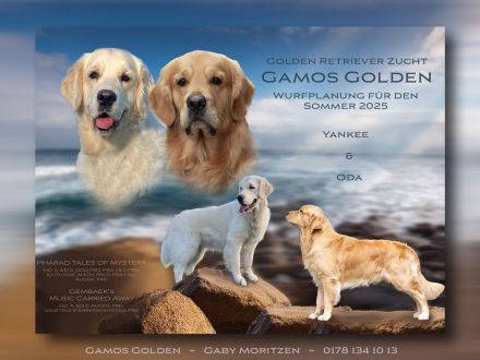 Golden Retriever Welpen