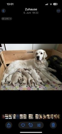 Golden Retriever Welpen