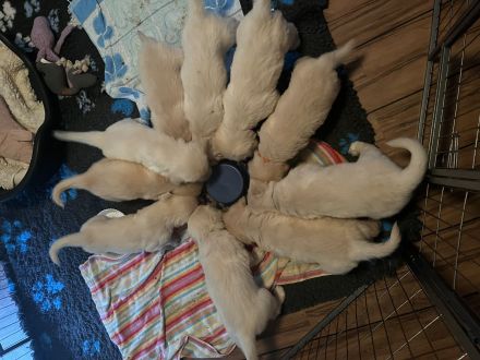 Golden Retriever Welpen