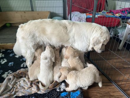 Golden Retriever Welpen