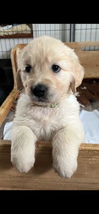Golden Retriever Welpen
