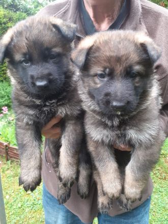 Schäferhundwelpen