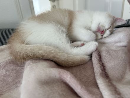 Liebevoll aufgezogene BKH-Kitten suchen neues Zuhause