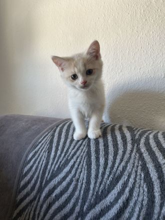 Liebevoll aufgezogene BKH-Kitten suchen neues Zuhause