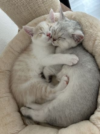 Liebevoll aufgezogene BKH-Kitten suchen neues Zuhause