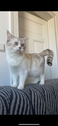 Liebevoll aufgezogene BKH-Kitten suchen neues Zuhause