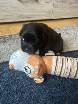 Pekinesen-Spitz mix Welpen