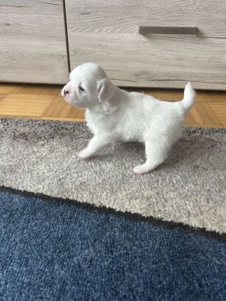 Pekinesen-Spitz mix Welpen