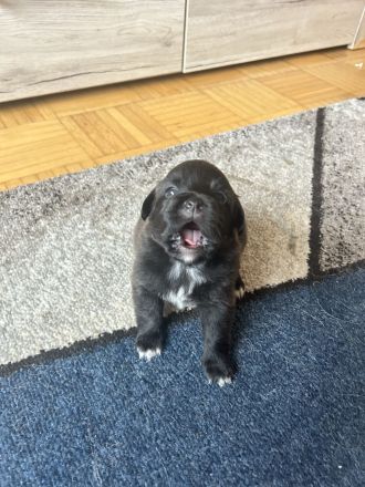 Pekinesen-Spitz mix Welpen