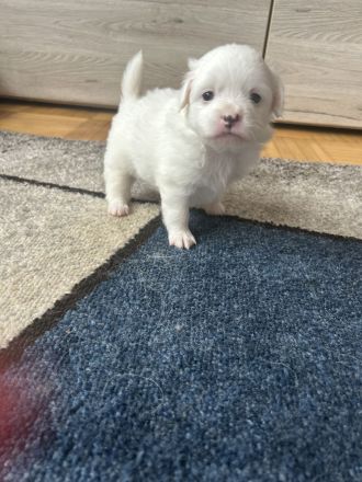 Pekinesen-Spitz mix Welpen