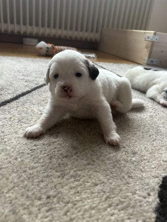 Pekinesen-Spitz mix Welpen