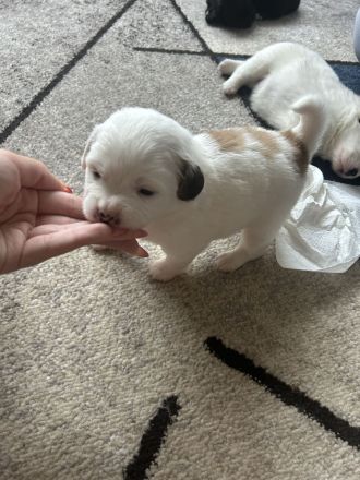 Pekinesen-Spitz mix Welpen