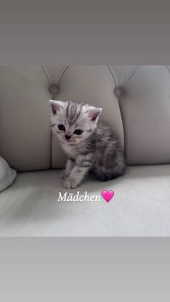 Wunderschöne BKH Kitten mit liebevollem Wesen abzugeben
