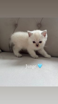 Wunderschöne BKH Kitten mit liebevollem Wesen abzugeben