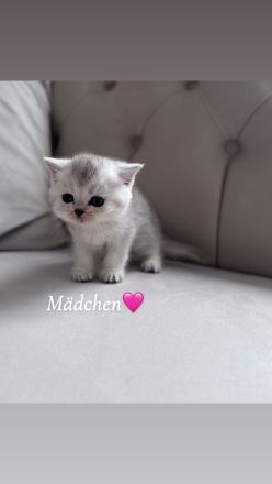 Wunderschöne BKH Kitten mit liebevollem Wesen abzugeben
